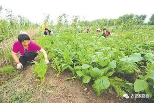 家庭农场详解来袭 如何注册,有哪些补贴政策,都有了
